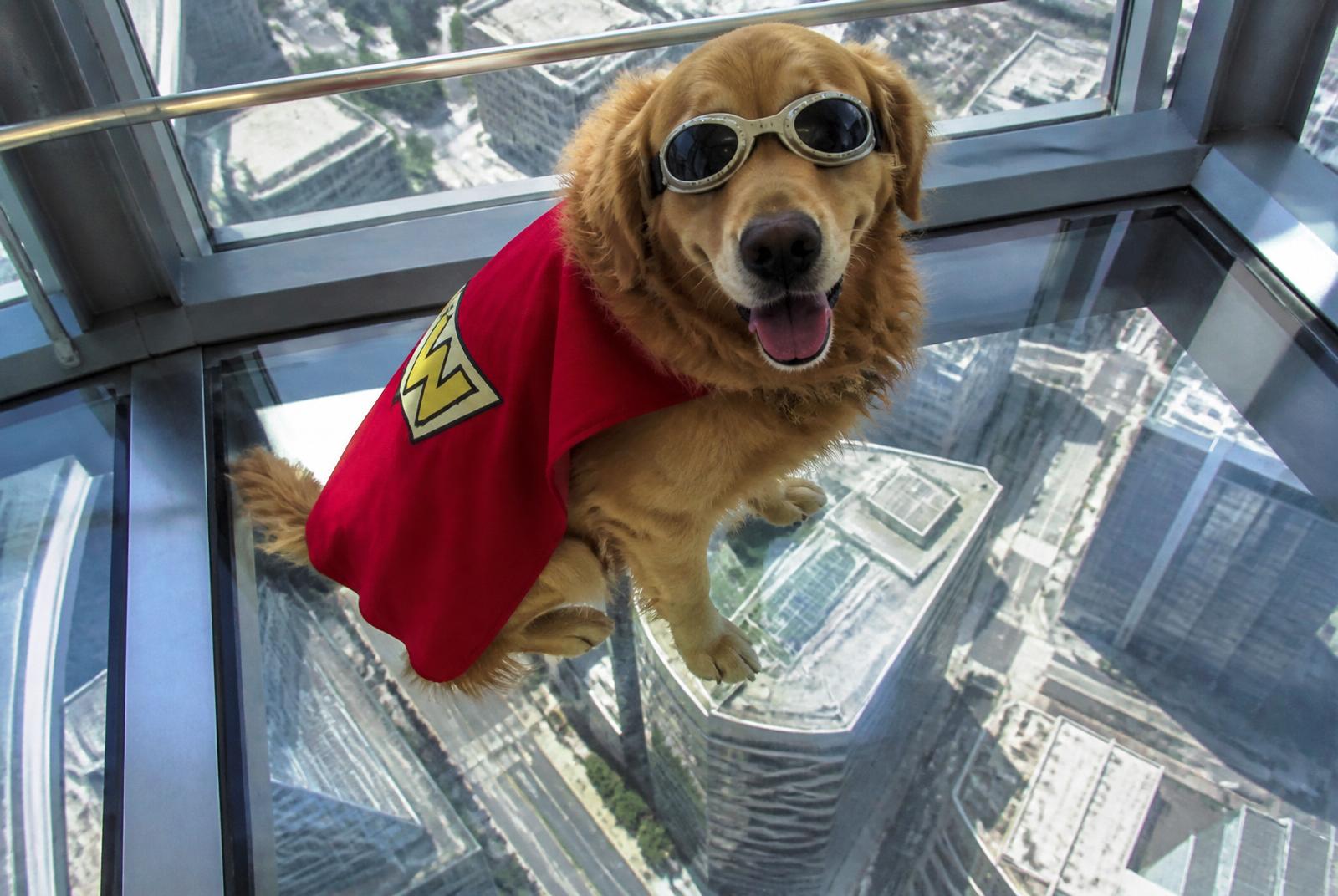 Even a caped super-pup can be brave on the glass floor — the ground is a long way down!